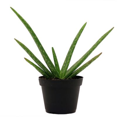 Costa Farms Aloe Live Indoor House Plant in Grower Pot, 4 in.