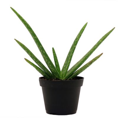 Costa Farms 4 in. Aloe Vera Live Indoor Houseplant in Grower Pot, 1 pc.