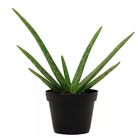 Costa Farms 4" Aloe Vera Indoor Live Houseplant in Grow Pot 1 Count. Succulents & House Plants