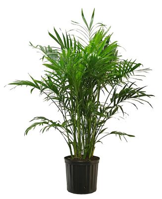 Costa Farms 32 in. Potted Cat Palm Live Indoor House Plant in 10 in. Grower Pot, 1 pc.