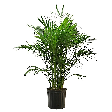 Costa Farms Cat Palm Live Indoor House Plant in Grower Pot, 10 in.