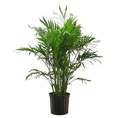 Costa Farms 32" Cat Palm Live Potted Houseplant in 10" Grow Pot 1 Count Succulents & House Plants