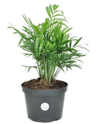 Costa Farms 12 in. Neanthebella Parlor Palm Live Indoor Houseplant in 6 in. Grower Pot, 1 pc.