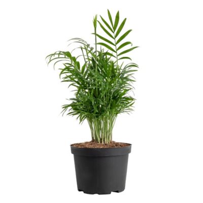 Costa Farms Neanthebella Parlor Palm Live Indoor House Plant in Grower Pot, 6in