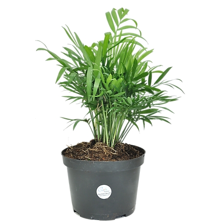 Costa Farms Neanthebella Parlor Palm Live Indoor House Plant in Grower Pot, 6in