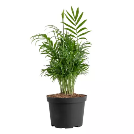 Costa Farms 12" Neanthebella Parlor Palm Live Houseplant in 6" Grow Pot 1 Count. Succulents & House Plants