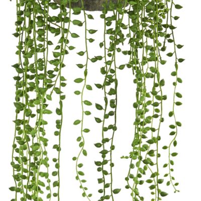 Image showing  21 in. String of Pearl Artificial Plant Hanging Basket
