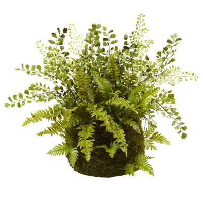 Image showing  13 in. Mixed Fern with Twig and Moss Basket