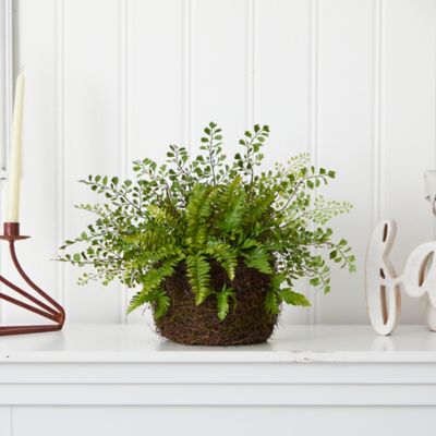 Image showing  13 in. Mixed Fern with Twig and Moss Basket