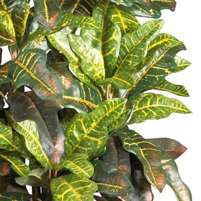 Image showing  3 ft. Croton Silk Tree