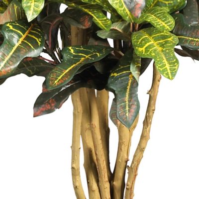 Image showing  3 ft. Croton Silk Tree