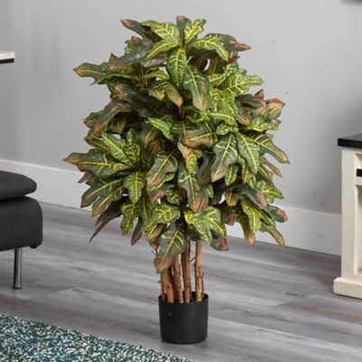 Image showing  3 ft. Croton Silk Tree