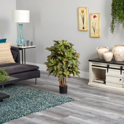 Image showing  3 ft. Croton Silk Tree