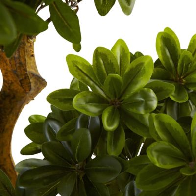 Image showing  5 ft. UV-Resistant Indoor/Outdoor Pittosporum Tree