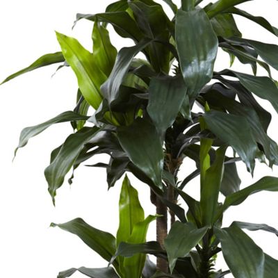 Image showing  5 ft. UV-Resistant Indoor/Outdoor Dracaena Plant