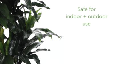 Image showing  5 ft. UV-Resistant Indoor/Outdoor Dracaena Plant