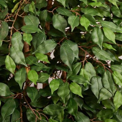 Image showing  6 ft. Artificial Ficus Tree in White Planter