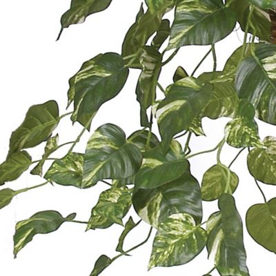 Image showing  26 in. Pothos Hanging Basket Silk Plant