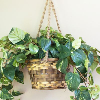 Image showing  26 in. Pothos Hanging Basket Silk Plant