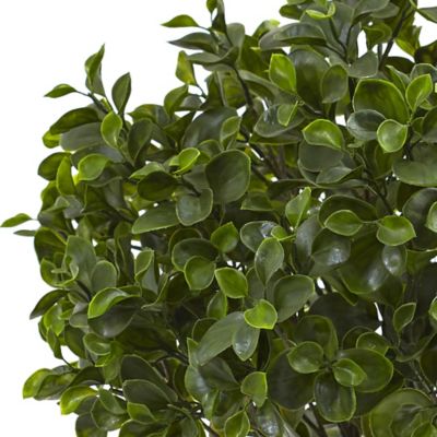Image showing  23 in. UV-Resistant Indoor/Outdoor Peperomia Plant
