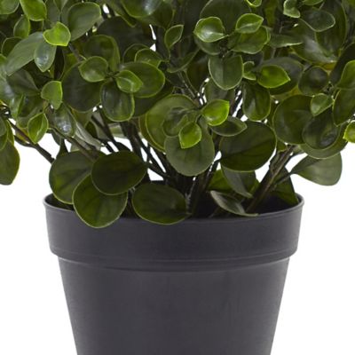 Image showing  23 in. UV-Resistant Indoor/Outdoor Peperomia Plant