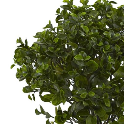 Image showing  28 in. UV-Resistant Indoor/Outdoor Peperomia Plant