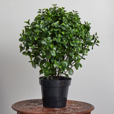Image showing  28 in. UV-Resistant Indoor/Outdoor Peperomia Plant