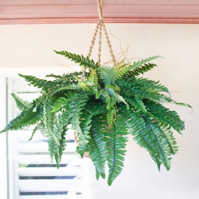 Image showing  29 in. Artificial Boston Fern Hanging Basket