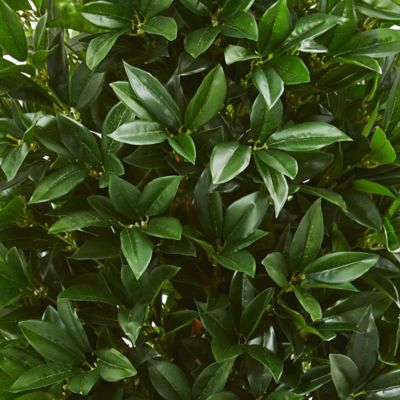 Image showing  57 in. UV-Resistant Indoor/Outdoor Bay Leaf Cone Topiary Tree in Slate Planter