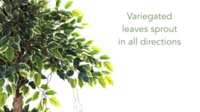 Image showing  59 in. Artificial Variegated Ficus Tree in Decorative Planter