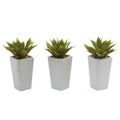 Image showing  9 in. White Mini Agave Plant in Planter Set, 3 pc.