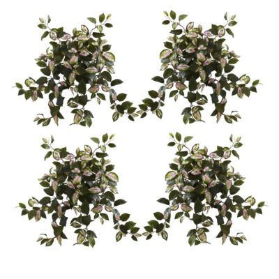 Image showing  21 in. Hoya Hanging Bush Set, 4 pc.