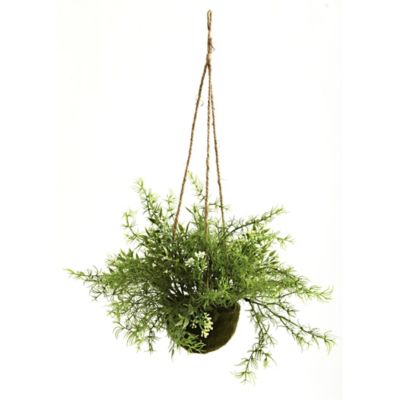 Image showing  15 in. Mini Ruscus, Sedum and Sprengeri Hanging Basket Set, 3 pc.