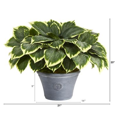 Image showing  23 in. Variegated Hosta Artificial Plant in Gray Planter