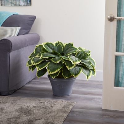 Image showing  23 in. Variegated Hosta Artificial Plant in Gray Planter