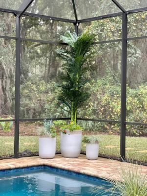 Image showing  10 ft. Triple Stalk Golden Cane Artificial Palm Tree