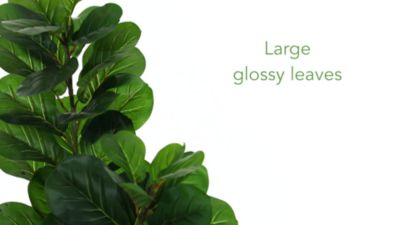 Image showing  6 ft. Artificial Fiddle Leaf Fig Tree in Tall White Planter