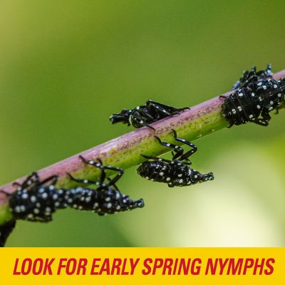 Image showing  Spotted Lantern Fly Trap