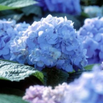 Endless Summer Hydrangea Endless Summer