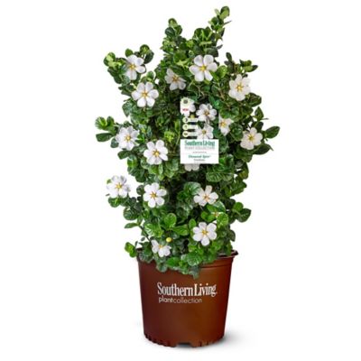 Southern Living 2 gal. Diamond Spire Gardenia Shrub