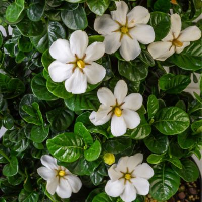 Image showing  2 gal. Diamond Spire Gardenia Shrub