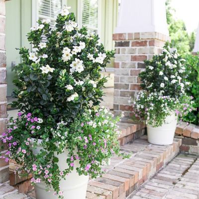 Image showing  2 gal. Diamond Spire Gardenia Shrub