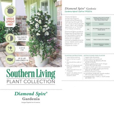Image showing  2 gal. Diamond Spire Gardenia Shrub