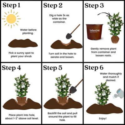 Image showing 7 th Southern Living 2 gal. Diamond Spire Gardenia Shrub