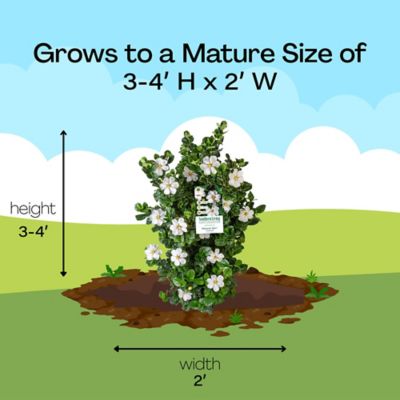Image showing 8 th Southern Living 2 gal. Diamond Spire Gardenia Shrub