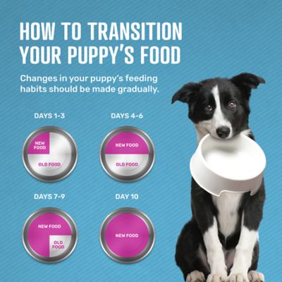 Image showing 6 th Retriever Puppy Blend Savory Chicken Recipe Dry Dog Food