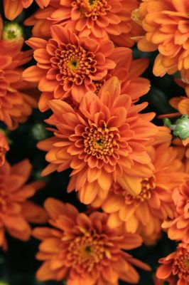 1 qt. Orange Garden Mum