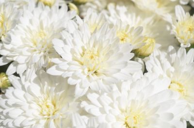 1 qt. White Garden Mum