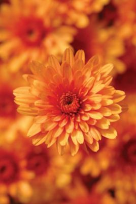 Image showing 3 qt. Potted Orange Garden Mum