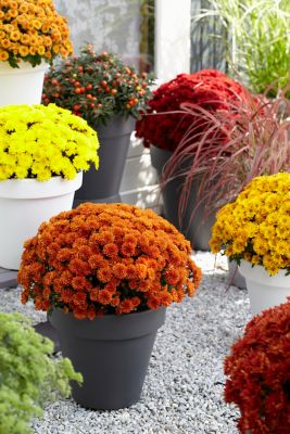 Image showing 3 qt. Potted Orange Garden Mum